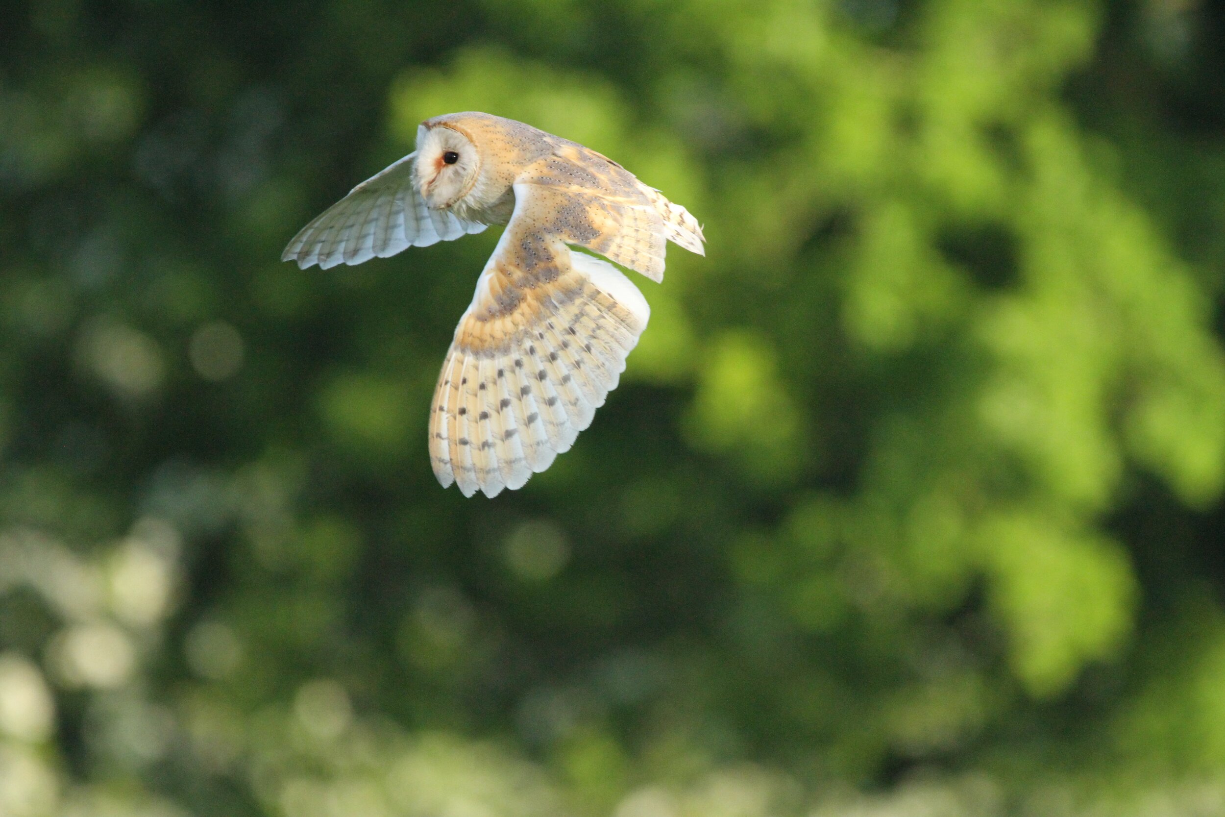 barn owl flying with green foliage behind it