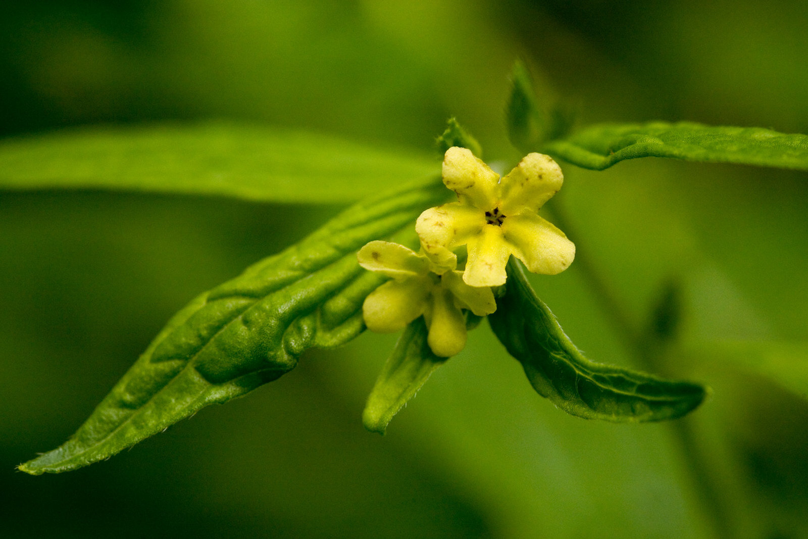 yellow flower and green leaves